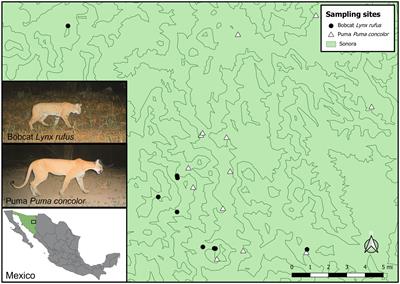 DNA virome composition of two sympatric wild felids, bobcat (Lynx rufus) and puma (Puma concolor) in Sonora, Mexico